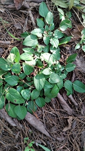 【中药兔耳草】中药兔耳草品牌,价格 - 阿里巴巴