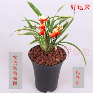 兰花建兰矮种金边 好运来 四季兰花苗 室内盆栽绿植花卉