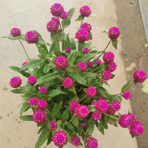 千日红盆栽百日红火球花日日红花苗带花苞耐热阳台庭院花草易养护