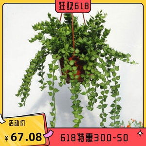 百万心吊兰盆栽爱之曼阳台吊挂植物纽扣玉串钱藤金钱蜡花印.