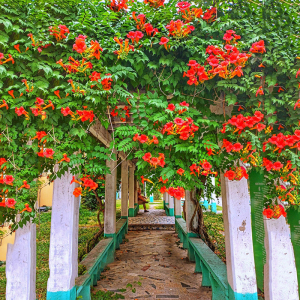 凌霄花苗攀援花卉盆栽老桩别墅庭院绿化爬藤植物室内外四季开花