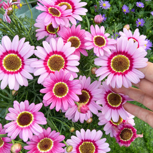 大眼睛玛格丽特盆栽花苗带花苞雏菊花卉植物室内花四季开花多年生