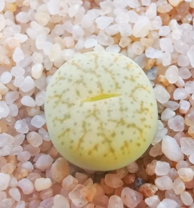 时光多肉小铺 一物一拍新款绿曲玉c306两年半株番杏科生石花阳台