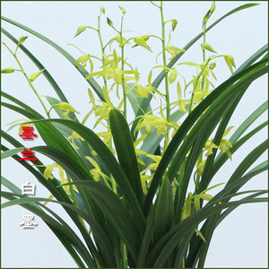兰花仙殿白墨浓香素心墨兰宽叶兰草企剑软剑客厅阳台庭院花卉白墨