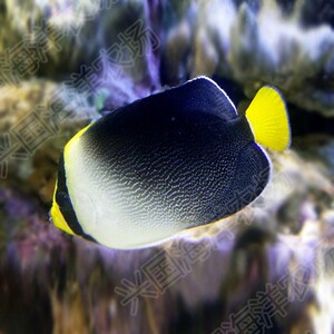 黄尾仙 海水鱼活体天皇仙珊瑚 神仙鱼定水快递包活小型宠物鱼