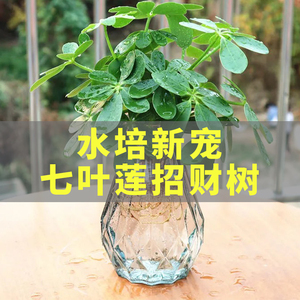 水培植物七叶莲花栽招财树水养花卉属虎旺财办公室鸭脚木盆栽花卉