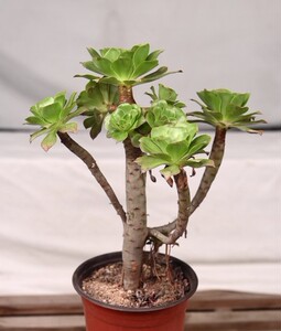 法师老王淘宝君美丽缀化法师老桩 状态好 莲花掌属 景天科盆栽多肉