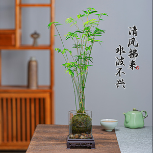 米竹盆栽竹子观赏水培植物室内花卉办公室桌面客厅茶几小绿植好养
