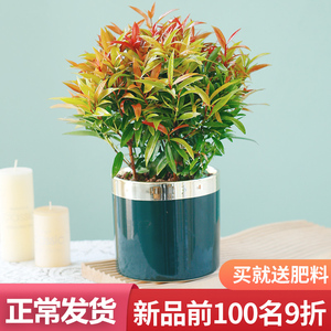 红车盆栽办公室内花卉植物阳台红枫红枝蒲桃鸿运当头观叶绿植好养