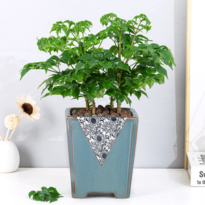 小绿宝盆栽植物