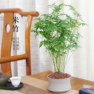 米竹子盆栽植物办公室内花卉客厅桌面小绿植四季常青甲醛好养活吸