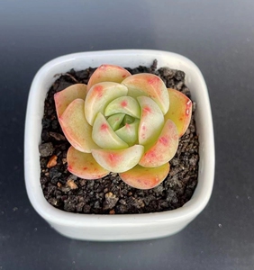 爱肉基地超萌华美多肉植物家庭室内盆栽园艺花卉绿植满9.9元包邮