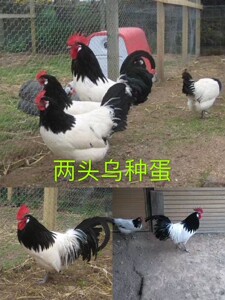两头乌种蛋