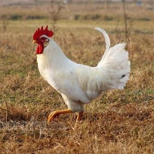 纯白鸡种蛋受精蛋纯白土鸡白毛鸡三白鸡白公鸡肉鸡可孵化20枚包邮