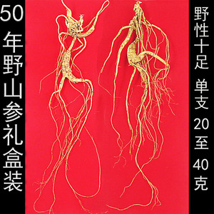 正宗长白山50年野生干人参东北一等林下参野山参整支泡酒送礼盒装
