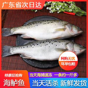 野生鲈鱼鲜活新鲜冰冻包邮海鱼水产食用海捕酸菜鱼食材一份一斤多