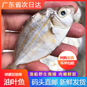 野生海鱼油叶鱼树叶仔金钱仔三线鱼红衫鱼海鲜水产煲汤杂鱼煲广东