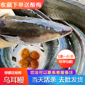 海鳗鱼鲜活饭蒲烧海鲜水产鲜活广东潮汕烤河鳗一条1斤多乌耳鳗鱼