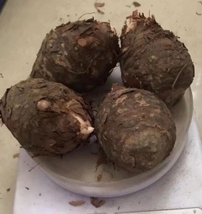 野生新鲜丁毒豆种球丁毒豆种子生晒干片独角莲吉林发货500克包邮