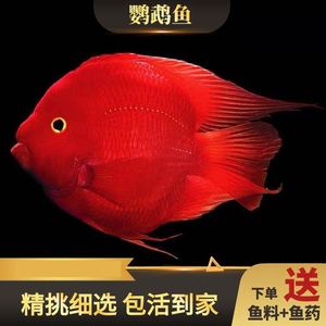 血红鹦鹉鱼活体招财猫鱼红财神银龙鱼观赏鱼地图龙鱼淡水大型包活