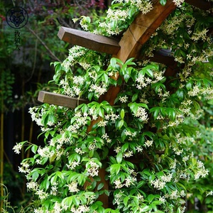 牧狼人 风车茉莉爬藤植物络石藤盆栽苗全年常绿耐阴易养花有香味