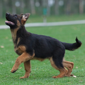 纯种德国牧羊犬幼犬弓背黑背德牧警犬军犬大型狼狗猎犬活体宠物狗