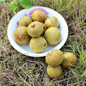 【阳江特产凉果】阳江特产凉果品牌,价格 - 阿里巴巴