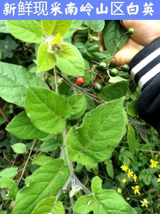 南岭山区新鲜现采食用自然白英白毛藤排风草白草白幕干货中草药材
