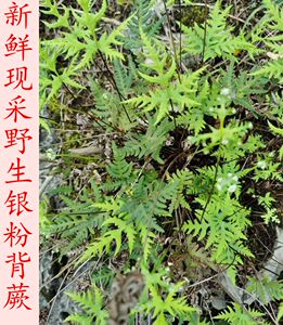 山涧小铺新鲜现采野生银粉背蕨通经草金丝草铜丝草金牛草铜丝茶