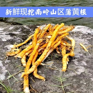 山涧小铺新鲜现采野生蒲黄根食用水蜡烛根天然香蒲品质蒲草黄500g