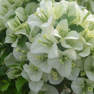 花相随三角梅白雪公主含盆花苗白色趣味阳台庭院楼顶植物攀援花卉