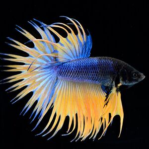 泰国斗鱼母鱼 繁殖一对 半月狮王马尾 小型热带鱼淡水观赏鱼