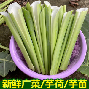 广西农家新鲜蔬菜广菜白芋蒙芋和苗芋苗芋荷杆白芋苗芋蒙梗芋蒙酸