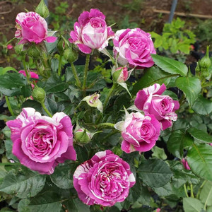 灌木芬芳宝石浓香型月季阳台盆栽庭院地载四季开花开花不断花卉