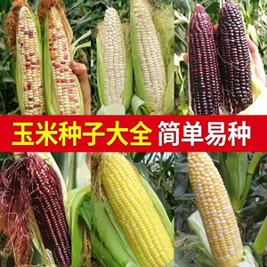 春季玉米种子水果黑珍珠夏季播高产早熟大田生吃甜糯粘彩色玉米