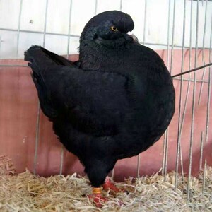 鸽子受精蛋元宝圆环种蛋可以孵化的鸽子蛋鸟蛋人工孵化破损包赔