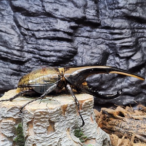 壹宠阁-动物森友会海格力斯长戟大兜dhh成虫l1/l2/l3标本甲虫