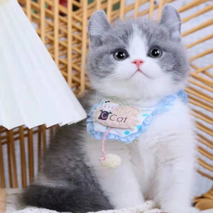 蓝白英短猫活体纯种蓝猫幼猫活物银渐层布偶猫矮脚蓝白英国短毛猫