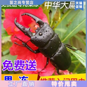 锹形虫中国扁锹锹甲虫锹甲活体另类宠物昆虫大扁楸甲虫独角仙大锹