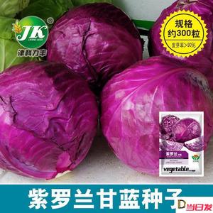紫甘蓝种子中早熟包菜种紫红色圆球形甘兰洋白菜种籽卷心菜籽种孑