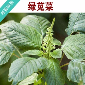 山野菜种植绿苋菜种子野生苋菜白苋菜种籽阳台盆栽四季蔬菜籽孑
