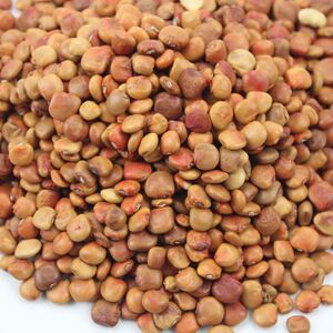 `地瓜种籽凉薯土瓜种子白凉瓜牧马山水果生吃沙葛蔬菜种孑早熟高