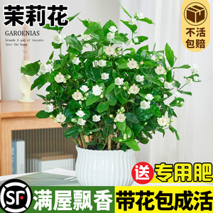 茉莉花盆栽水培植物带花苞栀子花室内好养水养四季开鲜花绿植花卉