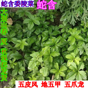 五皮风中药材