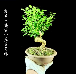 造型白皮瓜子黄杨树桩小型耐寒绿植盆景苗皱皮珍珠雀舌杨盆景老桩