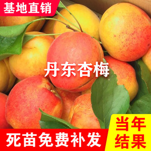 丹东杏梅果树苗东北耐寒品种南北方种植盆栽地栽特大甜杏当年结果