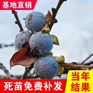 野生黑枣树苗牛奶黑枣无核黑枣树苗软枣树苗君迁子树苗野柿子树苗