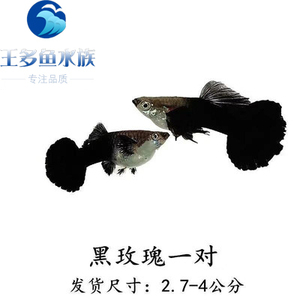 孔雀鱼纯种黑玫瑰凤尾孕母临产观赏鱼