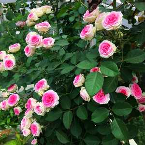 伊甸园灌小伊多头群开玫瑰月季花苗多季开花浓香庭院盆栽