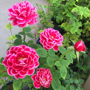 灌木盆栽切花月季花苗 日本玛丽玫瑰 带花苞勤花月季多季开花